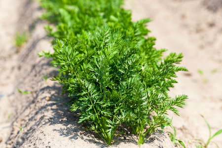 Agricultural field on which grow green young carrots. small depth of fieldの写真素材