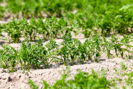 Agricultural field on which grow green young carrots. small depth of fieldの写真素材