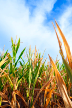 unripe green corn growing in the agricultural field, defocus