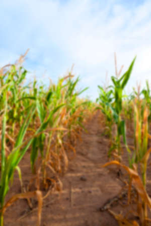 Agricultural field on which grow green immature corn, agriculture, sky, out of focus, defocusの写真素材