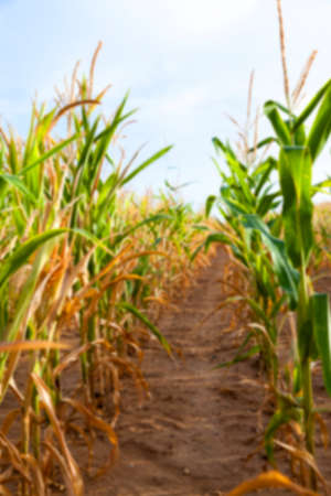 Agricultural field on which grow green immature corn, agriculture, sky, out of focus, defocusの写真素材