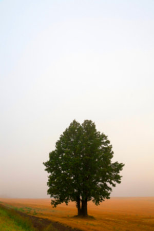 one tree growing in the field, photographed close up in the fog, autumn, Defocus