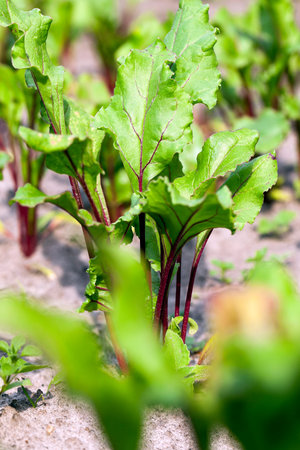 Agricultural field on which grow green shoots of beet