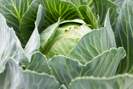 photographed close-up of green leaves of cabbage, small depth of fieldの写真素材