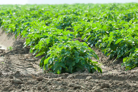agricultural field where potatoes, green unripe potatoesの写真素材