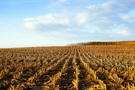 agricultural field on which grows ripe yellowed corn, agricultureの写真素材