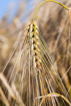 Agricultural field on which grow ripe yellowed cerealsの写真素材