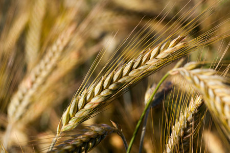 Agricultural field on which grow ripe yellowed cereals