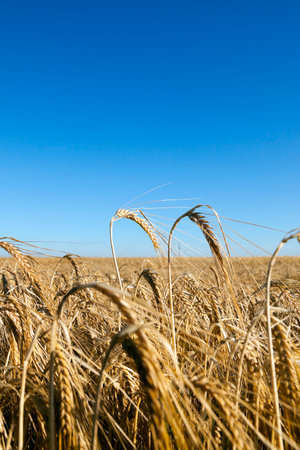 agricultural field where a farmer grows cereals. field of wheat