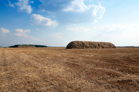 Agricultural field on which grow ripe yellowed cereals