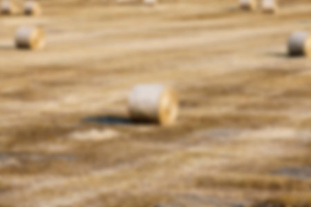 Agricultural field on which stacked straw haystacks after the wheat harvest, defocus