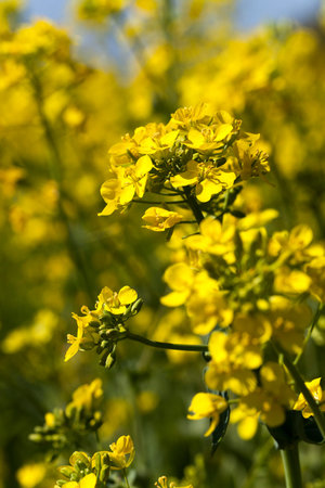 rape yellow flower photographed close up. spring