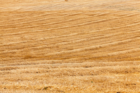 agricultural field where crops harvested wheat, summer,