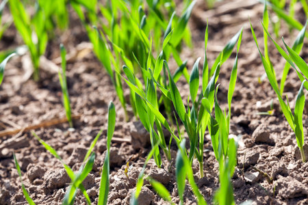 Agricultural field on which grow the young grass. wheat