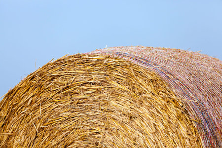 Agricultural field on which stacked straw haystacks after the wheat harvest, defocus