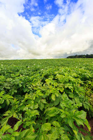 Photo made at the agricultural farm for the production of agricultural productsの写真素材