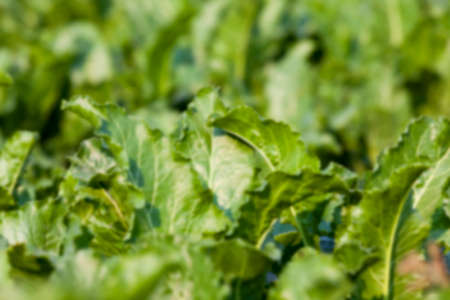 green leaves beetroot growing in an agricultural field, close-up, defocusedの写真素材