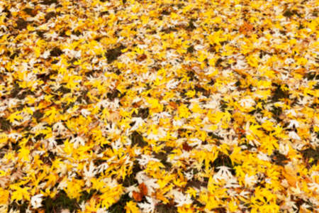 a park in the autumn, during cloudy weather, late autumn, defocusedの写真素材