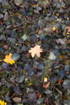 a park in the autumn, during cloudy weather, late autumn, defocusedの写真素材