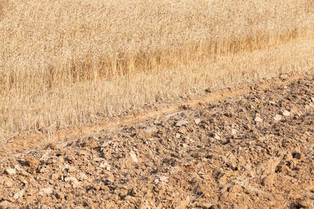photographed agricultural field on which grow cereals, wheatの写真素材