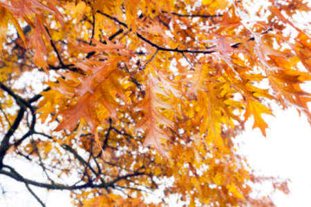 a park in the autumn, during cloudy weather, late autumn, defocusedの写真素材
