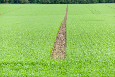 photographed close-up of young green shoots of wheat in the agricultural field, Defocusの写真素材