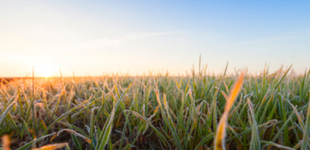 small sprouts of wheat, photographed after frost at dawn, defocused, sun dawn,