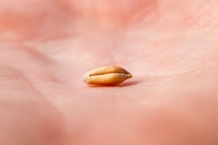 photographed close-up of wheat lie on a hand, a small depth of field,の写真素材