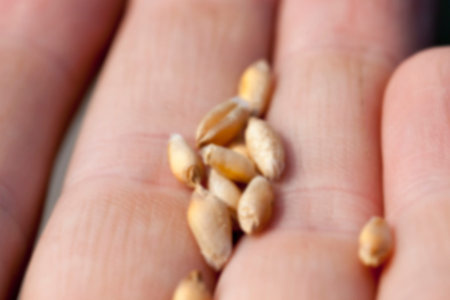 photographed close-up of wheat lie on a hand, a small depth of field defocus