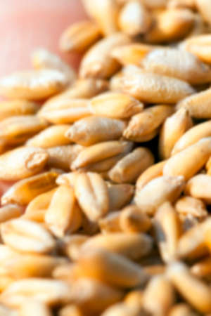 photographed close-up of wheat at harvest time, small depth of field, Defocusの写真素材