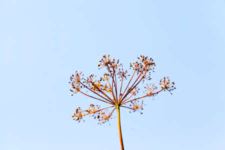 photographed close-up of ripe seeds of dill, Defocusの写真素材