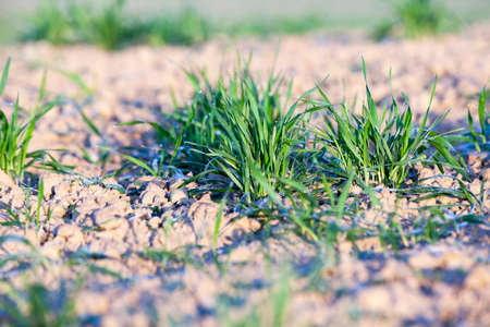 photographed close-up of young green wheat shoots in the drops of dew,の写真素材