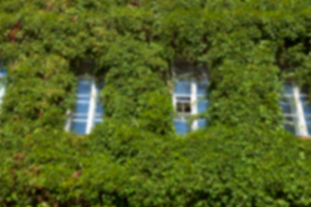 green ivy growing on a wall of an old building, close-up, defocused