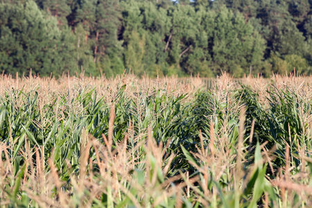 unripe green corn growing in an agricultural field