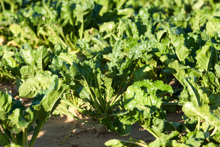 green leaves beetroot growing in an agricultural field, close-up