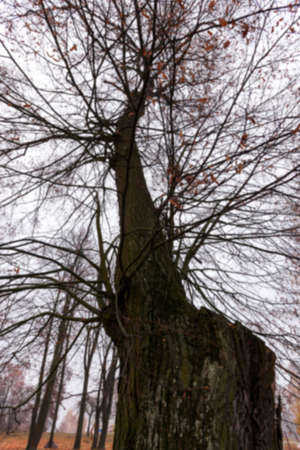 a park in the autumn, during cloudy weather, late autumn, defocusedの写真素材