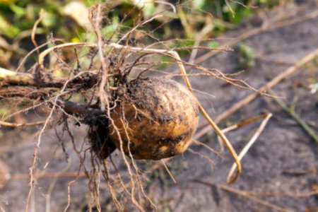 the agricultural field, which is collected potato harvest, Defocus