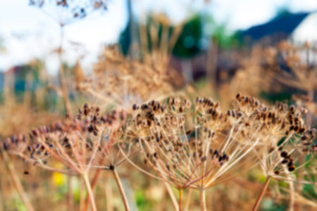 photographed close-up of ripe seeds of dill, Defocus