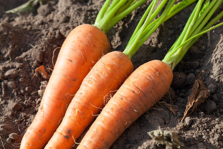 photographed close-up of a mature root carrots, small depth of field