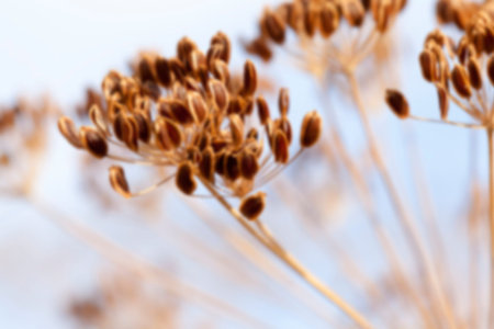 photographed close-up of a mature brown umbrella dill, Defocus