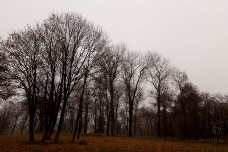 a park in the autumn, during cloudy weather, late autumn,の写真素材