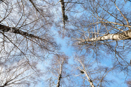 photographed close-up bare birch trees in winter, blue sky, tree tops,の写真素材
