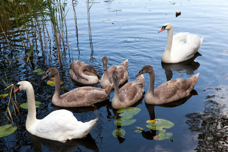 family consisting of several swans floating in a pond, close upの写真素材