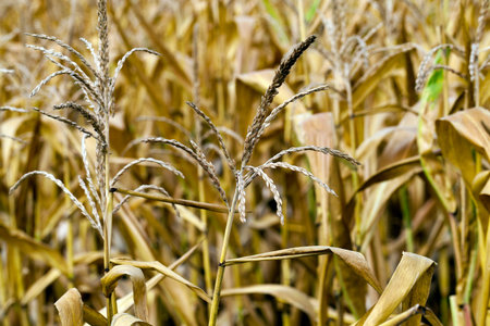agricultural field, which is ready for harvest ripe corn, close-up photos