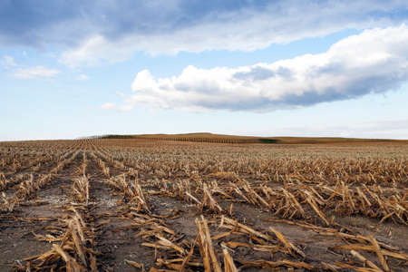 agricultural field where crops harvested mature corn yellowingの写真素材