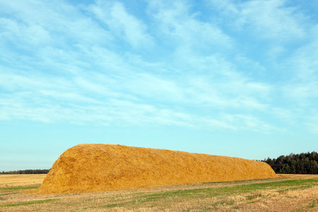 Agricultural field on which were left lying Straw Haystacks after the wheat harvest, grain field,...