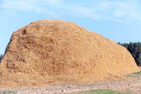 Agricultural field on which were left lying Straw Haystacks after the wheat harvest, grain field, farming and organic foods, autumn season, blue skyの写真素材