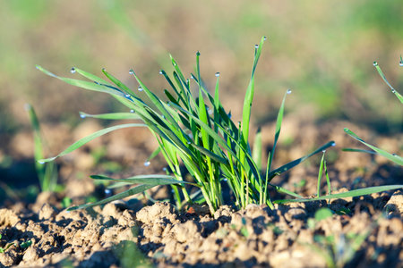photographed close up young grass plants green wheat growing in the field of agriculture,...