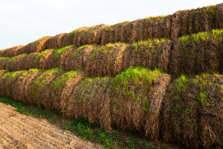 wheat, sprouted on the stacks of straw left after harvest of wheat