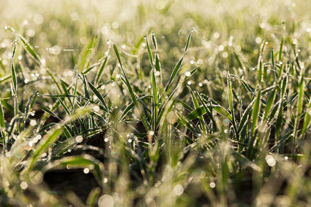 photographed close up young grass plants green wheat growing on agricultural field, agriculture, autumn season,の写真素材